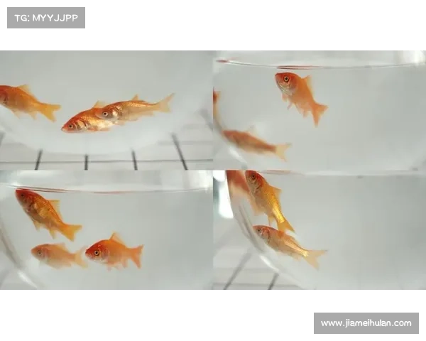 金鱼奇缘:鱼缸探险之旅 金鱼奇缘:鱼缸探险之旅
